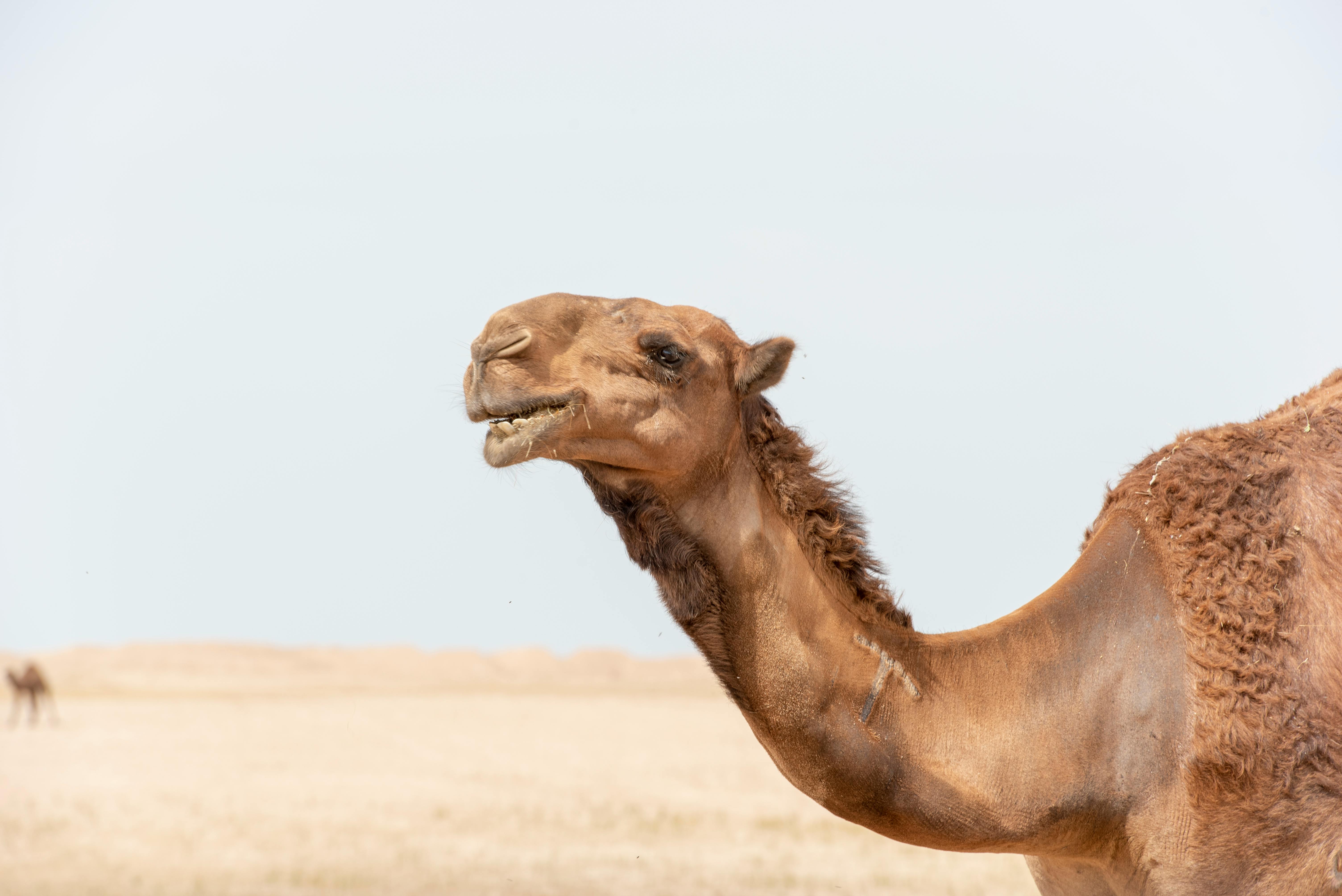 Camel