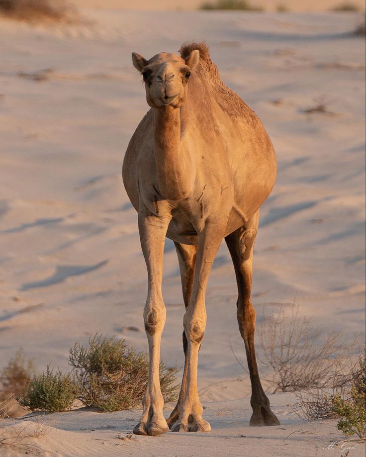 Camel
