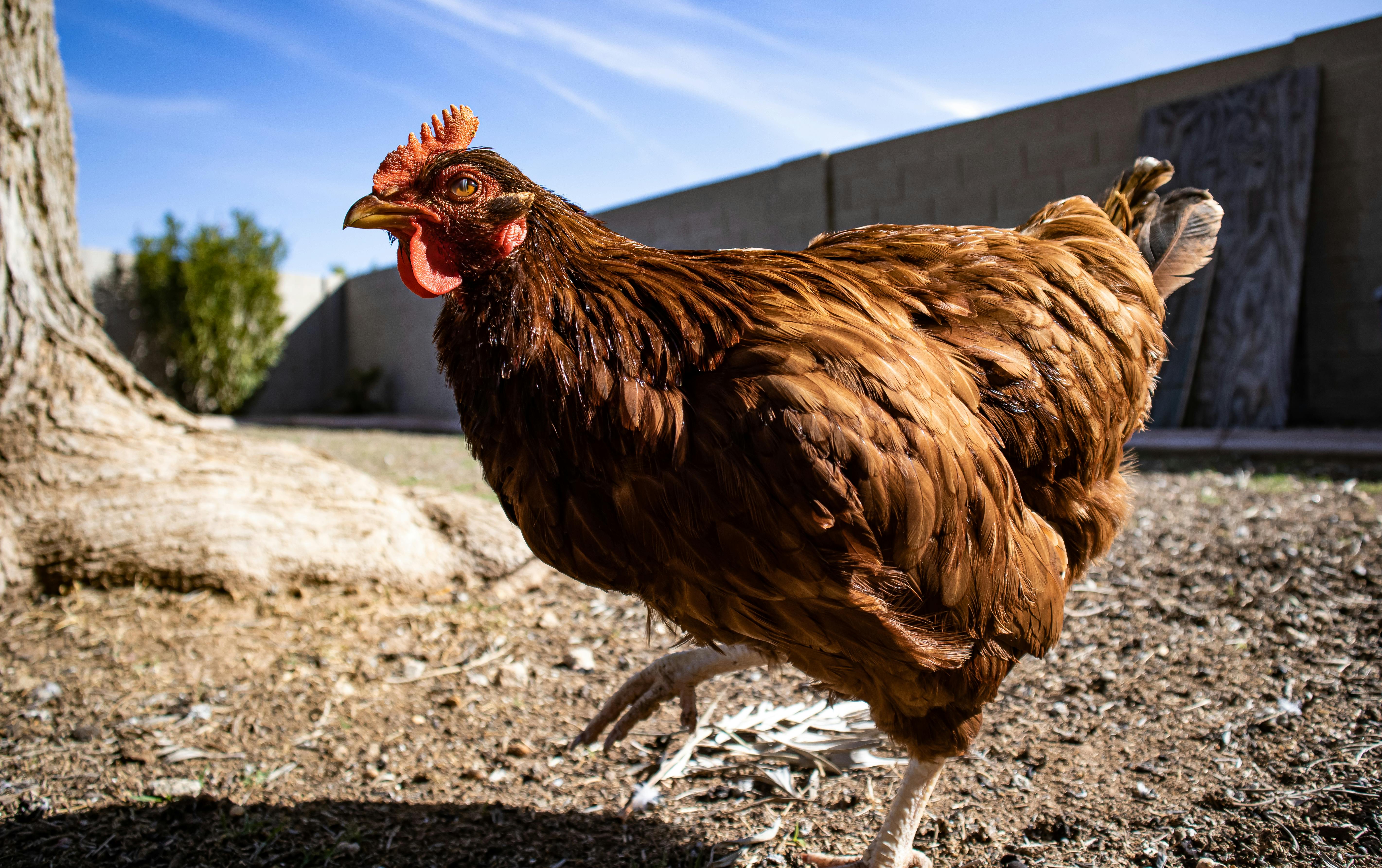 Chicken