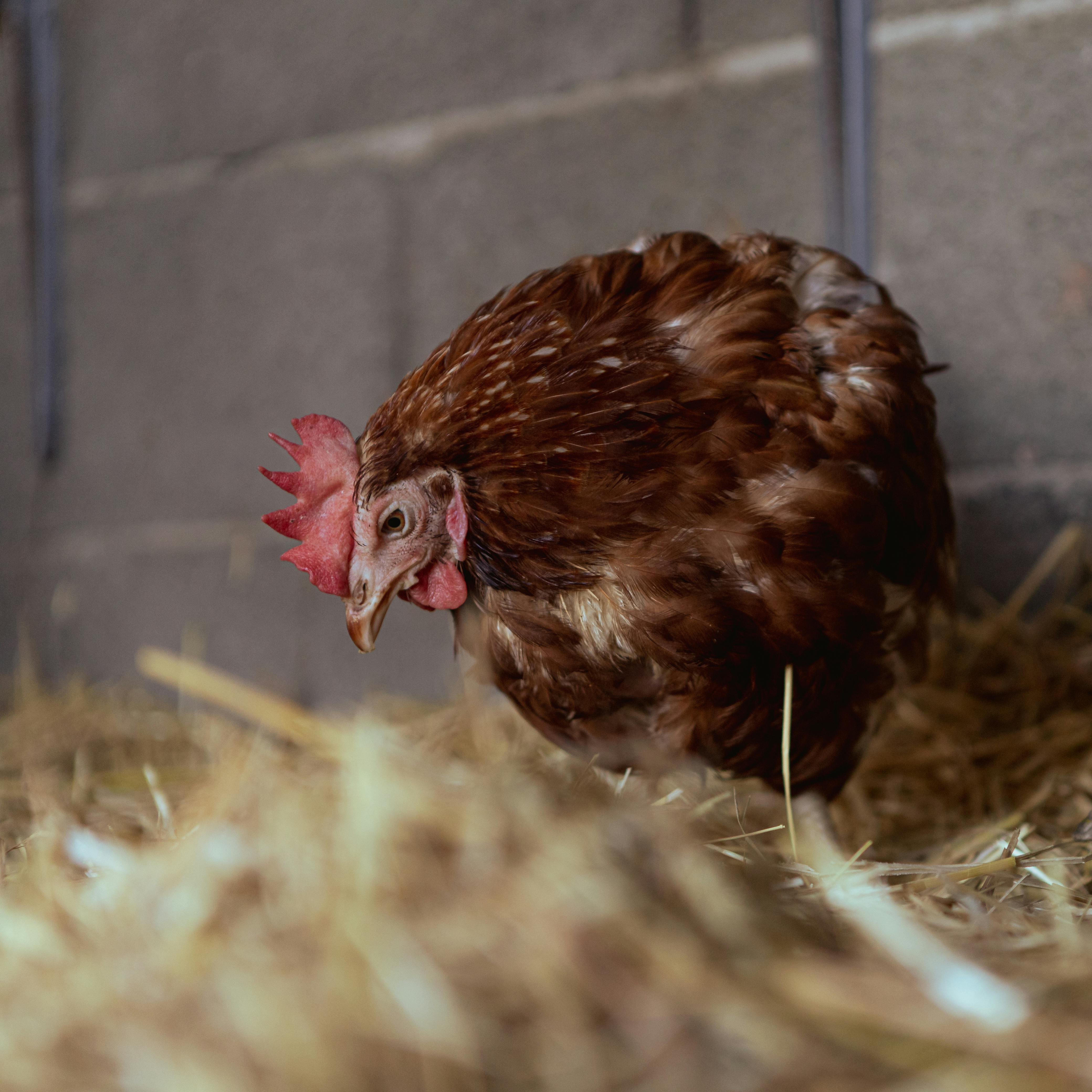 Chicken