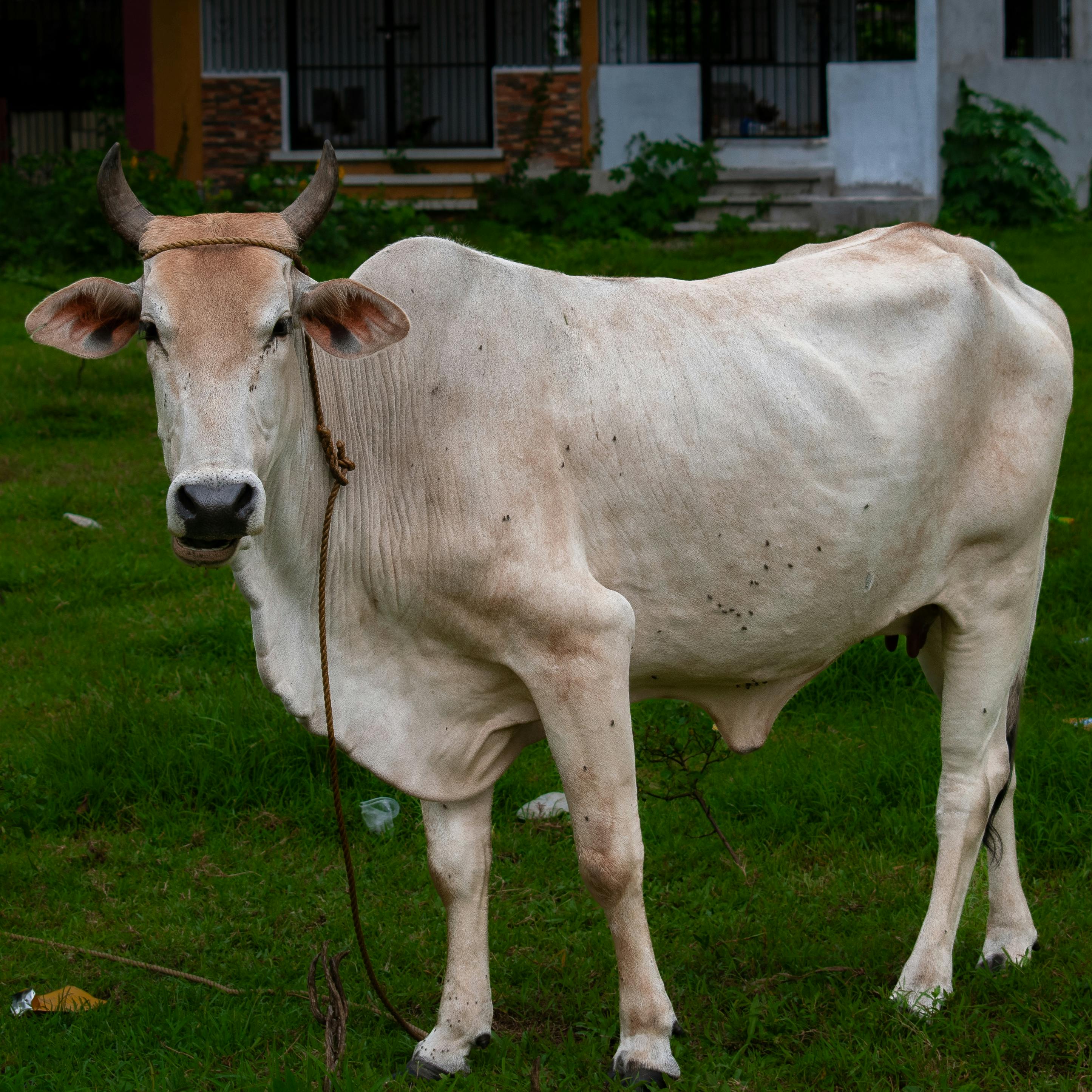 Cow