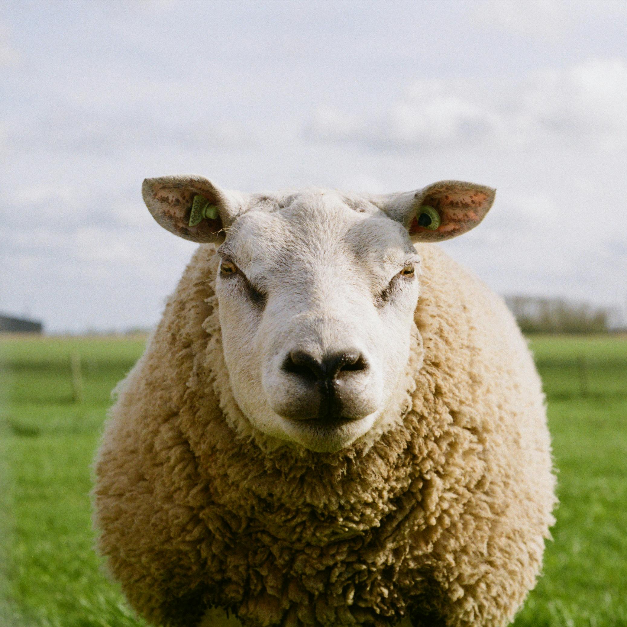 Sheep