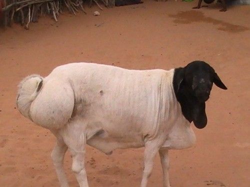 Sheep